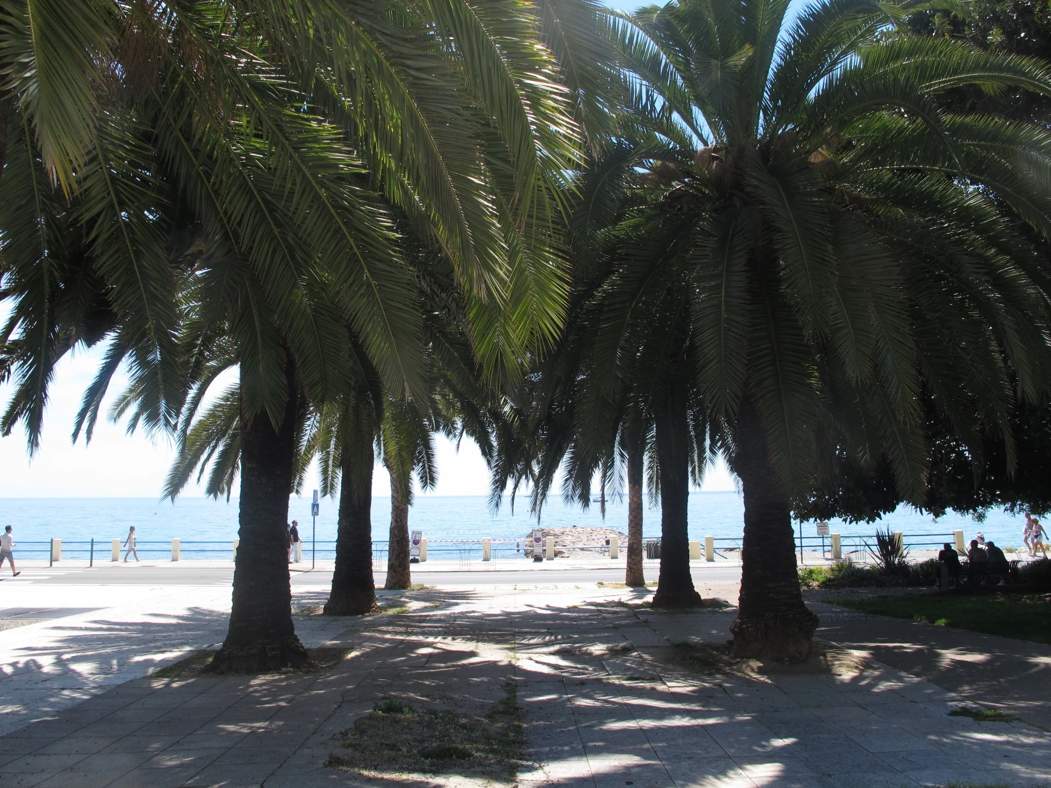 Palm trees by the Mediterranean promenade